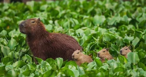 ¿Qué podemos hacer para proteger la fauna silvestre en esta Semana Santa?