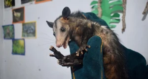 Día de la Tierra: Autoridades instan a proteger la fauna silvestre en Huánuco