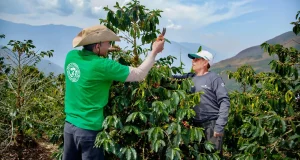 Empresa huanuqueña exportará 40 toneladas de café de alta calidad a Europa y convertirá residuos en carbón vegetal
