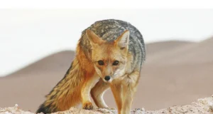 Alertan sobre presencia de zorro andino en Ate y recomiendan medidas de prevención