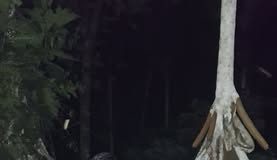 NUEVA CRÍA POR INSEMINACIÓN ARTIFICIAL NACE EN EL FUNDO “TRES HERMANOS”