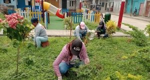 El personal de Vivero perteneciente a la Unidad de Gestión Ambiental, continúa trabajando para mantener las áreas verdes en óptimas condiciones, con la limpieza de malezas y poda en el jardín ubicado en la calle Iquitos y en los alrededores de la plaza Cajamarca.