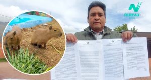 Capibaras en Cusco: Inti y Killa conquistan corazones desde Oropesa