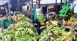 COMER PLÁTANO SE VUELVE UN LUJO EN IQUITOS