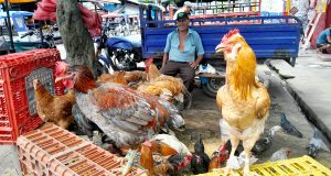 GALLOS, GALLINAS Y PATOS PARA SAN JUAN