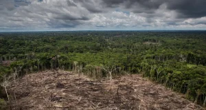 Monitoreo satelital permite detectar cambios en la cobertura forestal de la Amazonía
