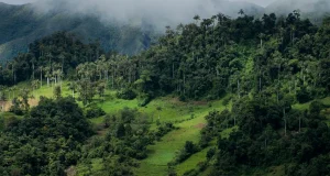 Perú reporta avances clave en protección ambiental con segundo informe sobre salvaguardas REDD+