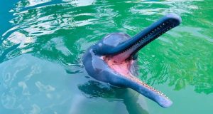 MURIÓ HUAYRURÍN, EL DELFÍN ROSADO QUE MARCÓ UNA ÉPOCA EN QUISTOCOCHA