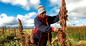 Día de los Granos Andinos: Conoce el rol de nuestros cultivos nativos frente al cambio climático y la crisis alimentaria