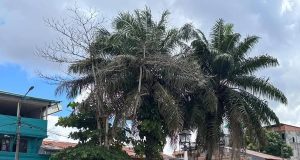 TÍO VLADI CORTA ÁRBOLES EN IQUITOS Y AFIRMA QUE ES POR SEGURIDAD