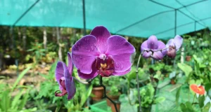 Vivero en San Martín produce especies nativas para reforestar el ACR Cordillera Escalera