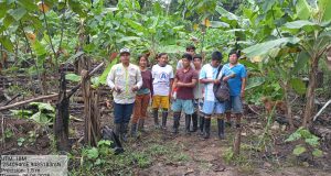 PLANTACIÓN DE SANGRE DE GRADO CONTRIBUIRÁ A MEJORAR LA SALUD COMUNITARIA EN DATEM DEL MARAÑÓN