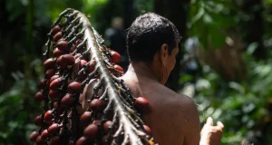 Aguajales en peligro: comunidades amazónicas adoptan nuevas prácticas para salvar el fruto y el bosque