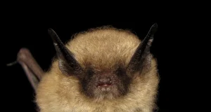 Descubren en Perú nueva especie de murciélago con el antebrazo más largo de su tipo