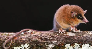 San Martín: Descubren una nueva especie de marsupial con una cola prensil más larga que su cuerpo