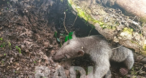 Cajamarca: Serfor rescató a oso hormiguero y recuperó otras especies silvestres en San Ignacio y Chota