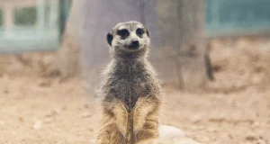 Construcción del Arena de Lima podría afectar a más de 1300 animales del Parque de las Leyendas