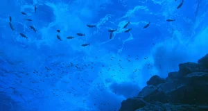 ¿Reserva o zona de pesca industrial? Tres jueces decidirán el futuro de la Dorsal de Nasca