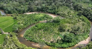Huánuco: Intervienen campamento ilegal que devastaba humedales protegidos