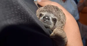 Destrucción de hábitat fuerza a animales silvestres a acercarse a la ciudad en Tingo María