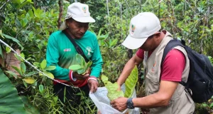 Expedición científica halla especies únicas en varillales de Amazonas