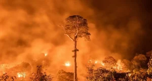 Perú ante una nueva temporada de incendios forestales: Cambio climático y falta de prevención aumentan riesgos