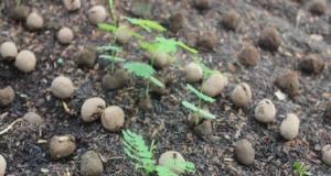 Más de 2,1 millones de esferas restauradoras buscan recuperar bosques amazónicos arrasados por incendios