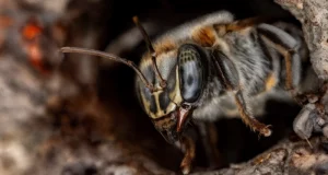 Casi la mitad de los hábitats de abejas sin aguijón en la Amazonía peruana está en riesgo por la deforestación