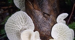 LAS CALLAMPAS SON UNA OPCIÓN NUTRITIVA