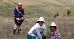 Más de 6000 familias recibirán apoyo para planes de negocio forestal en seis regiones