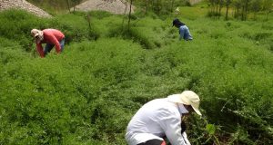 Alfalfa tropical: La estrategia de bajo costo para recuperar áreas mineras degradadas en Madre de Dios