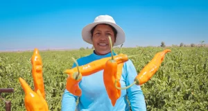 Día de los Ajíes Peruanos: Un tributo a la riqueza culinaria y salud de un superalimento ancestral