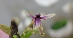 Descubren nueva especie de orquídea en el Parque Nacional Yanachaga Chemillén