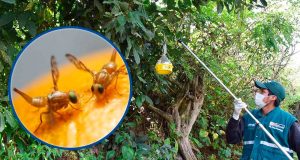 Ayacucho registra alta infestación de mosca de la fruta y productores temen pérdidas en cítricos y mangos