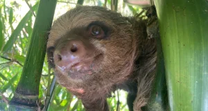 Exigen sanciones por maltrato a oso perezoso en Tocache y piden acciones legales inmediatas