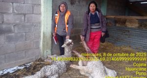 Cojata: Sospechan de pumas, zorros o perros en feroz ataque a alpacas
