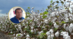 Crisis hídrica y bajos precios ponen en riesgo el cultivo de algodón en Piura