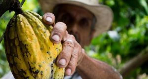 7 de cada 10 agricultores que producen cacao trabajan en la informalidad