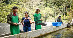 Familias del Vraem fortalecen la acuicultura con la crianza de más de 73 mil truchas en Pangoa y Andamarca