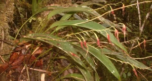 Descubren nueva especie de orquídea en el Parque Nacional Yanachaga Chemillén que rinde homenaje al pueblo Yánesha