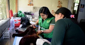 Tráfico de animales silvestres en Tingo María: Más de 40 especies fueron rescatadas en recientes operativos