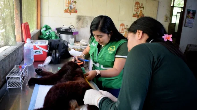 Tráfico de animales silvestres en Tingo María: Más de 40 especies fueron rescatadas en recientes operativos