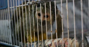 Casi mil animales silvestres fueron recuperados en Lima tras operativos contra el tráfico ilegal