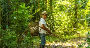 Restauran más de 700 mil hectáreas de bosque en Madre de Dios para frenar la degradación amazónica