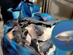 Incautan más de 12 toneladas de aletas de tiburón en operativo contra red criminal en el Callao