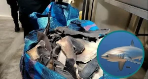 Incautan más de 12 toneladas de aletas de tiburón en operativo contra red criminal en el Callao