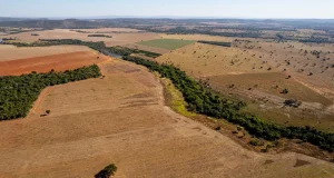 Alerta máxima: Cada minuto se pierde el equivalente a seis canchas de fútbol de selva amazónica en Perú