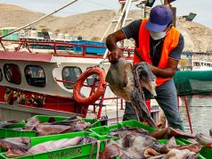 Pescadores de Vice solicitan adelantar la pesca de pota al 20 de noviembre por riesgo de colapso en muelles