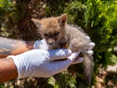 Moquegua: Rescatan a cría de zorro gris con deshidratación
