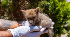 Moquegua: Rescatan a cría de zorro gris con deshidratación